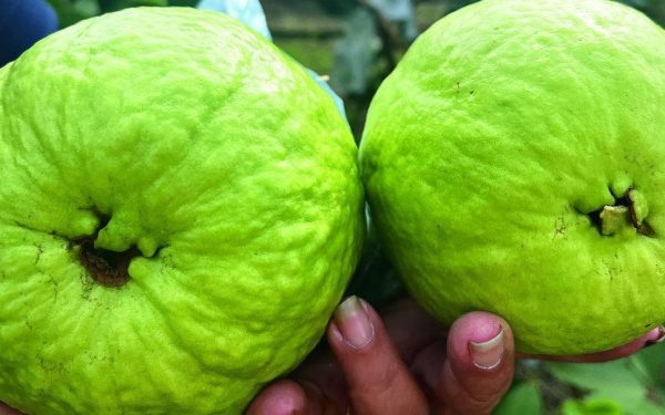 Payudara Montok – Panduan Komprehensif Kesihatan dan Kecantikan  Penjagaan Dalaman serta Luaran