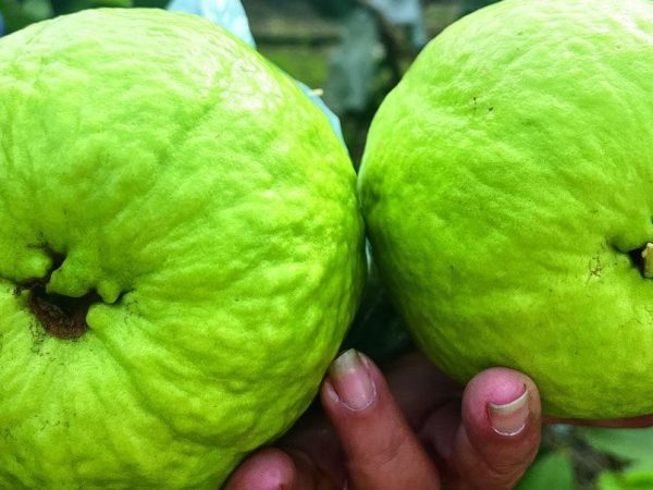 Payudara Montok – Panduan Komprehensif Kesihatan dan Kecantikan  Penjagaan Dalaman serta Luaran