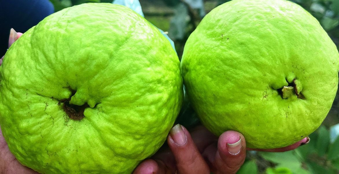 Payudara Montok – Panduan Komprehensif Kesihatan dan Kecantikan  Penjagaan Dalaman serta Luaran